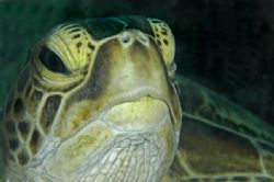 Close up of the friendliest turtle ever! Shot from Sipada... by Jeannette Howard 
